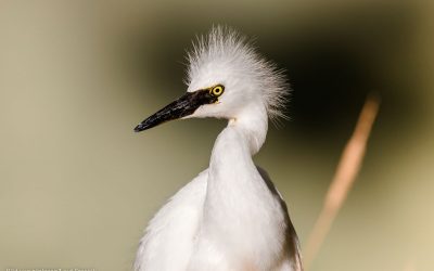 weisser-vogel-ninjason1-freepik